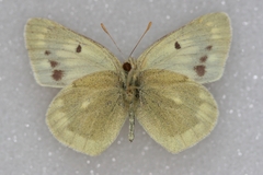 Colias shahfuladi