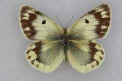 Colias shahfuladi