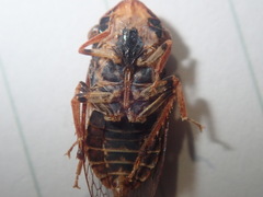Stenocotis depressa
