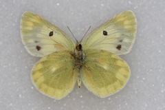 Colias shahfuladi
