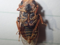 Stenocotis depressa