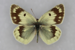 Colias shahfuladi