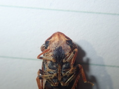 Stenocotis depressa