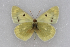 Colias shahfuladi