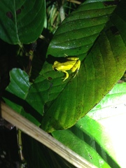 Dendropsophus gaucheri