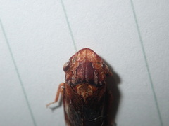 Stenocotis depressa