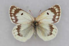 Colias shahfuladi