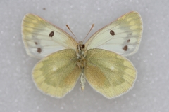 Colias shahfuladi