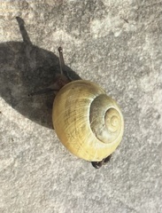 Cepaea