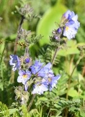 Polemonium boreale