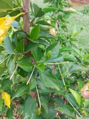 Hibiscus rosa-sinensis