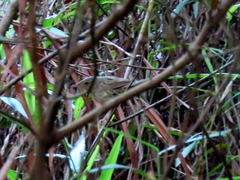 Locustella lanceolata