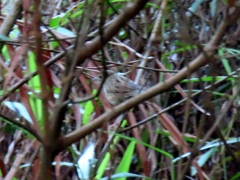 Locustella lanceolata