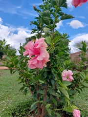 Hibiscus rosa-sinensis