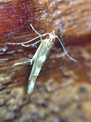 Pyroderces apparitella