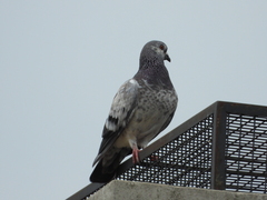 Columba livia domestica