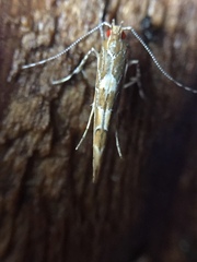 Pyroderces apparitella