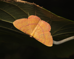 Eumelea rosalia