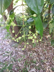 Syzygium floribundum