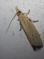 Bactra noteraula