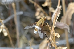 Ligyra cingulata