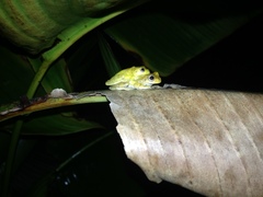 Dendropsophus minutus