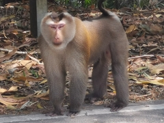 Macaca leonina