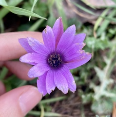 Anemone hortensis