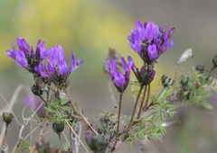 Astragalus suffruticosus
