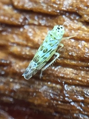 Eupteryx melissae