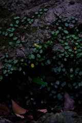 Lemmaphyllum microphyllum