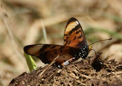 Acraea acara acara