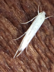 Stegommata sulfuratella