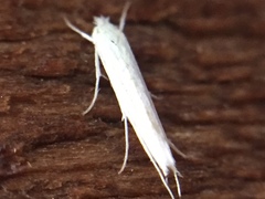 Stegommata sulfuratella