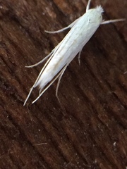 Stegommata sulfuratella