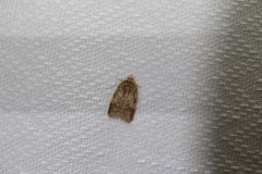 Oligoloba