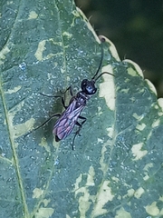 Dolichurus