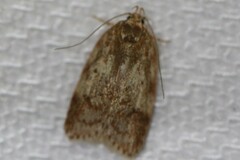 Oligoloba