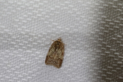 Oligoloba