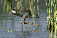 Porphyrio madagascariensis