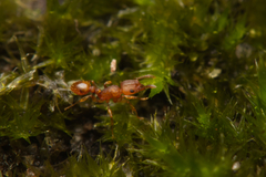 Tetramorium simillimum