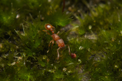 Tetramorium simillimum