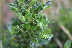 Coprosma hirtella