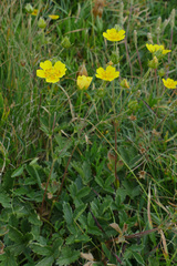 Potentilla grandiflora