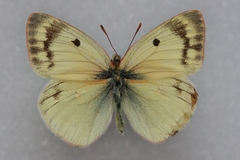 Colias sieversi