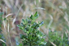 Coprosma hirtella