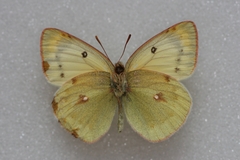 Colias sieversi
