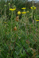 Potentilla grandiflora