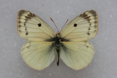 Colias sieversi
