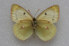Colias sieversi